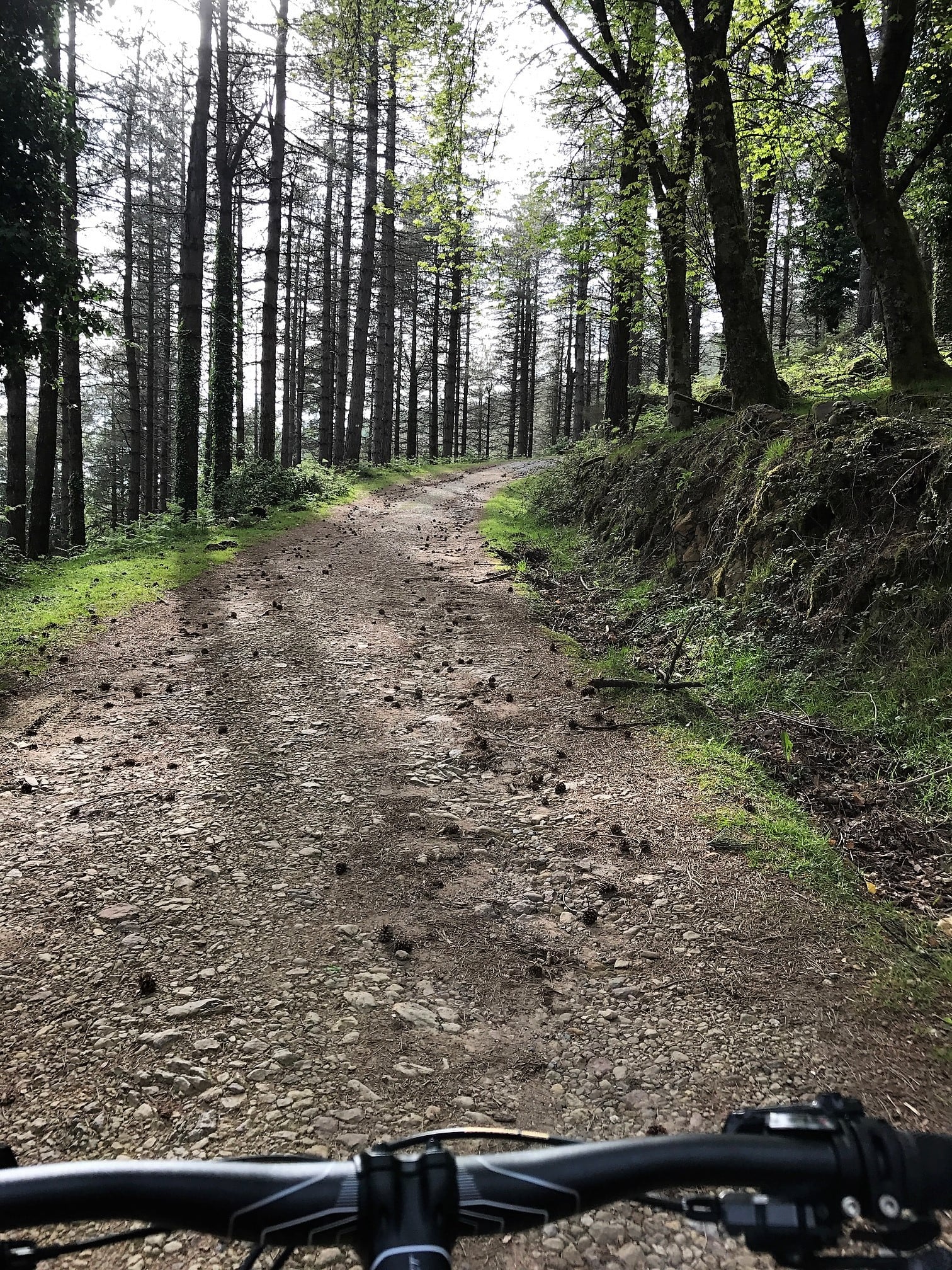 bike tour through woods
