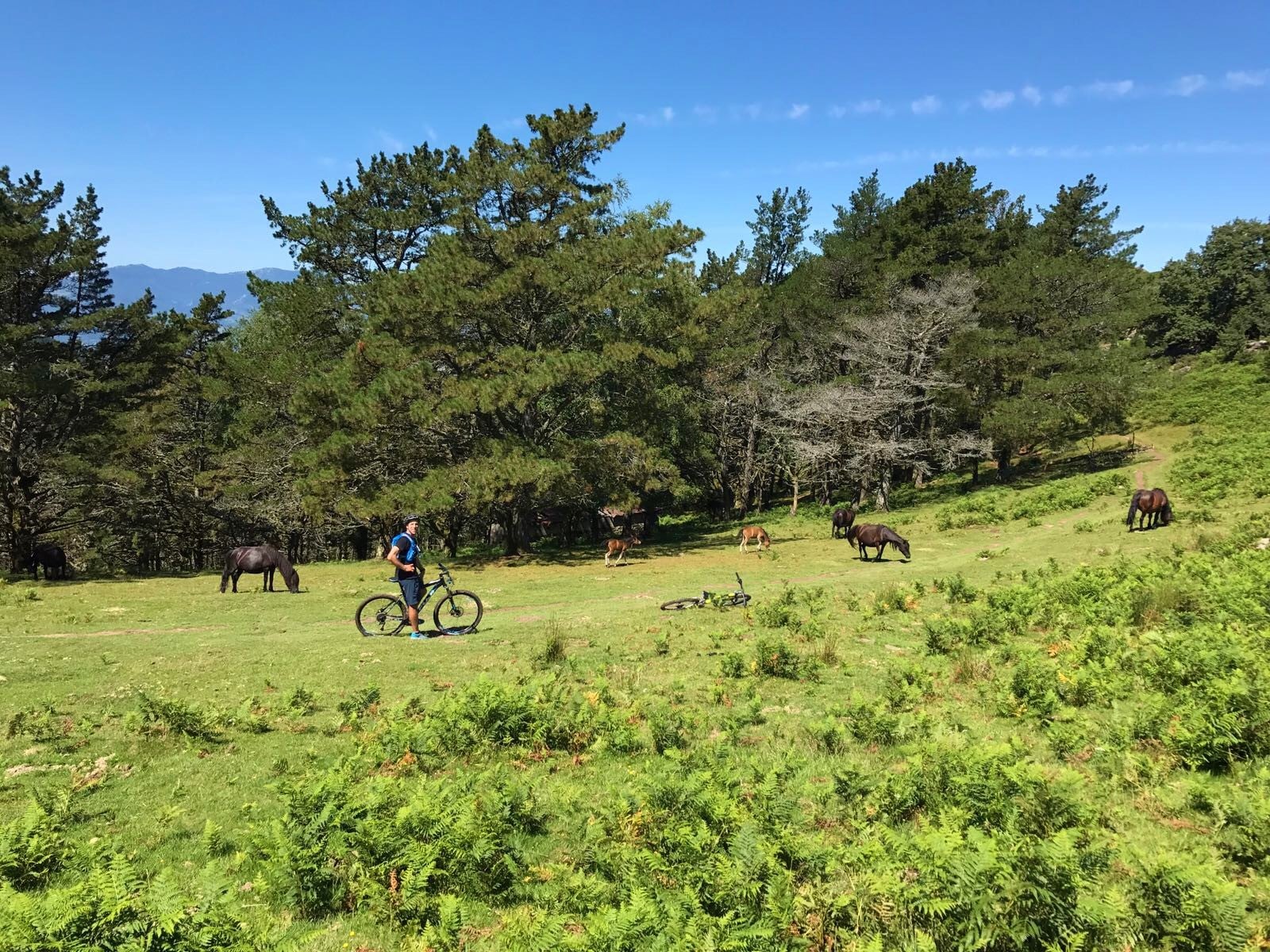 Bike tour with Wild Horses