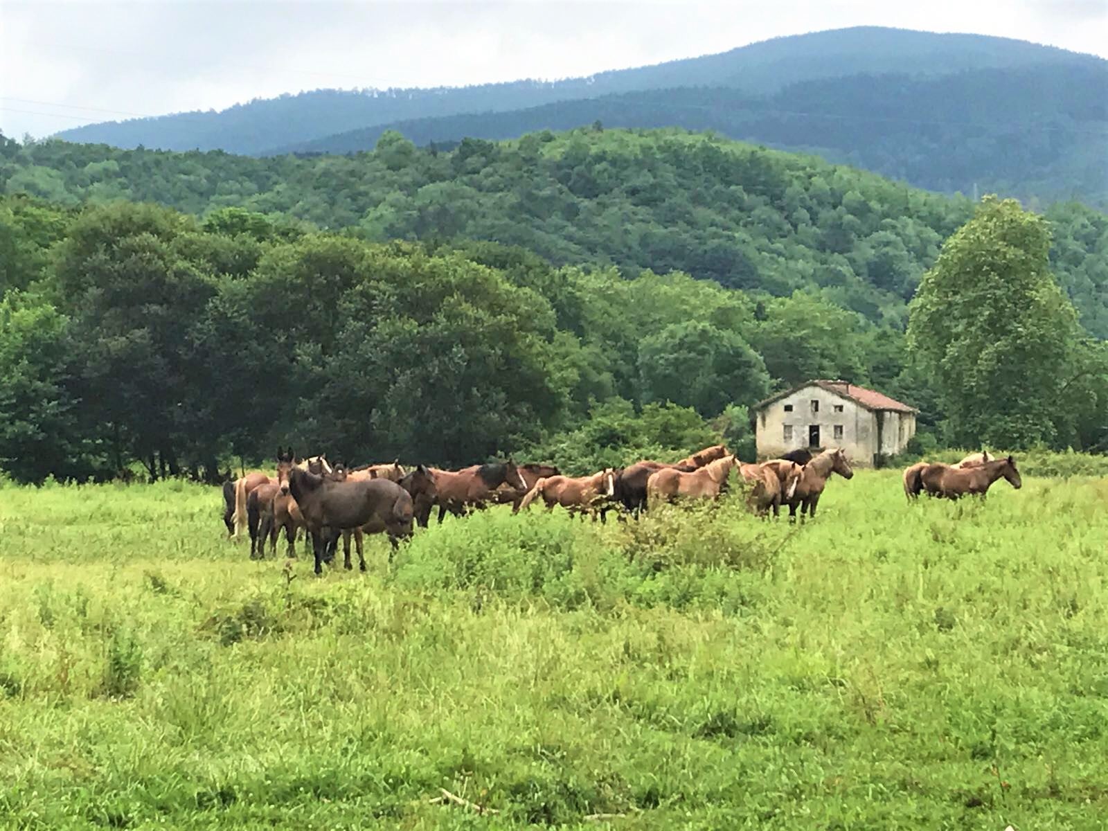 basque country wild horses