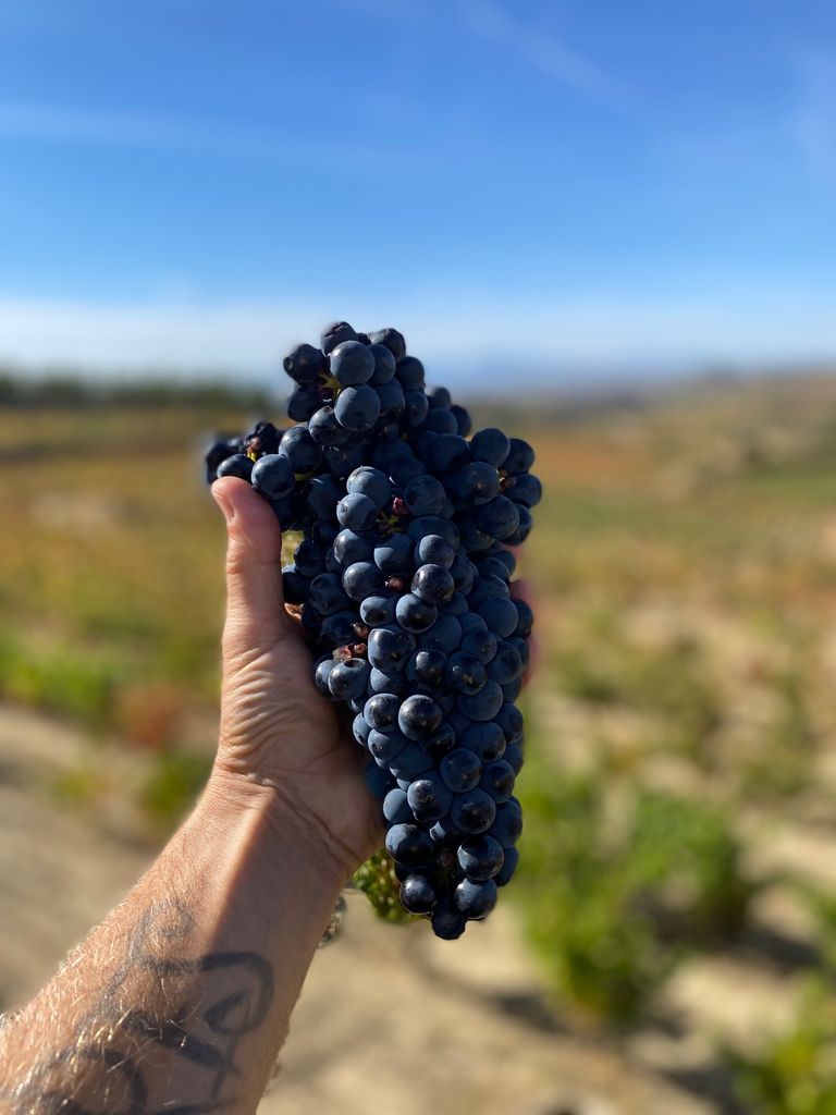 Grapes in La Rioja