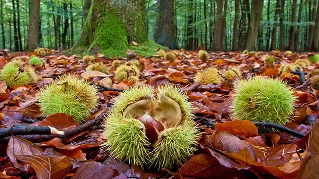 sweet chestnuts lining the forest floor
