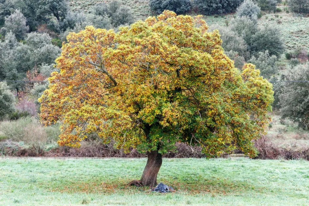 Sweet chestnut tree